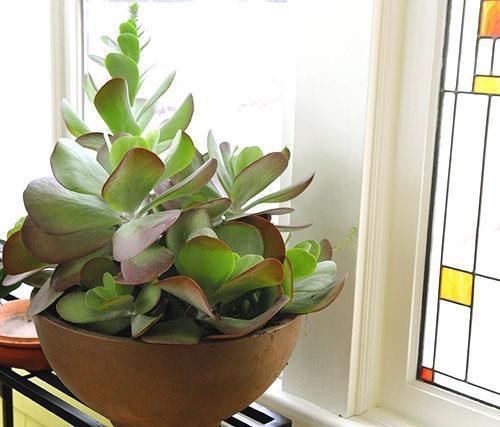 Kalanchoe kotona
