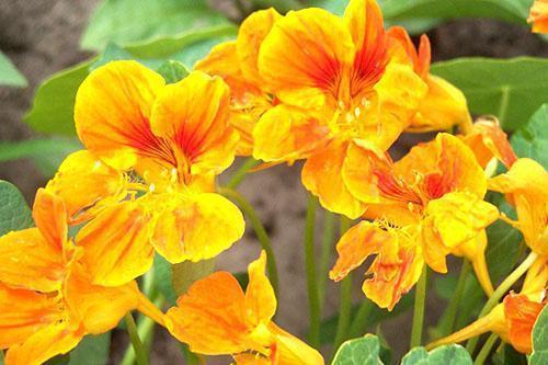 Kauniit ja terveelliset nasturtium-kukat