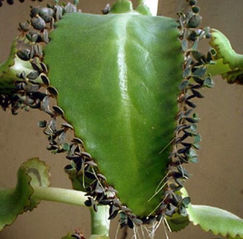 Kalanchoe-lehti lasten kanssa