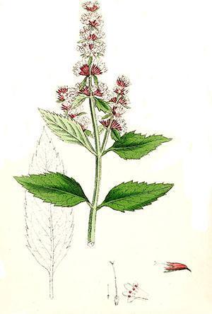 Piparminttu