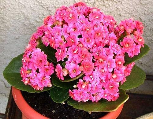 Runsaasti kukkivaa Kalanchoe-miniseosta