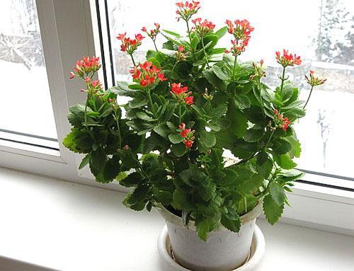 Leikattu kaksivuotias Kalanchoe-pensas