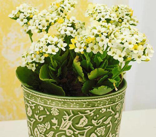 Täydellisesti sovitettu ruukku ja Kalanchoe-kukka