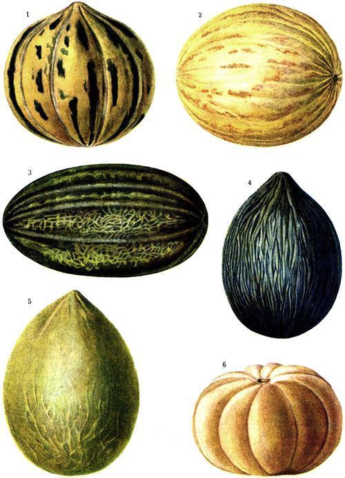 Suosittuja melonilajikkeita