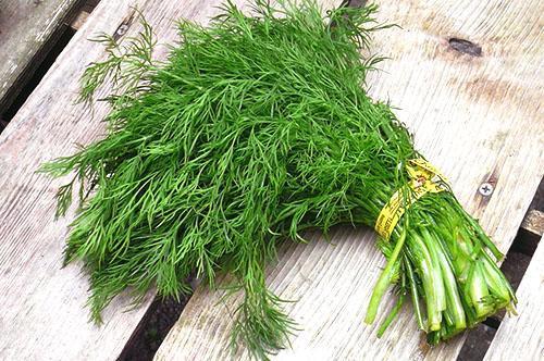 Asianmukaisella hoidolla pensaiden tillien saanto saavuttaa 5 kg / 1 neliömetriä. m viljelykasveja
