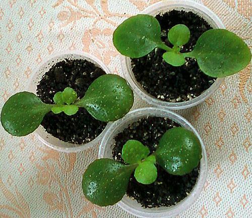 Kalanchoen kopiointi