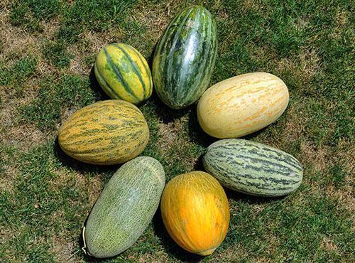 Erilaisia ​​meloneja