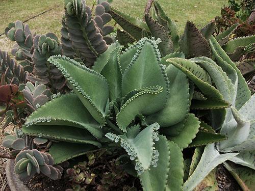 Erilaisia ​​Kalanchoe
