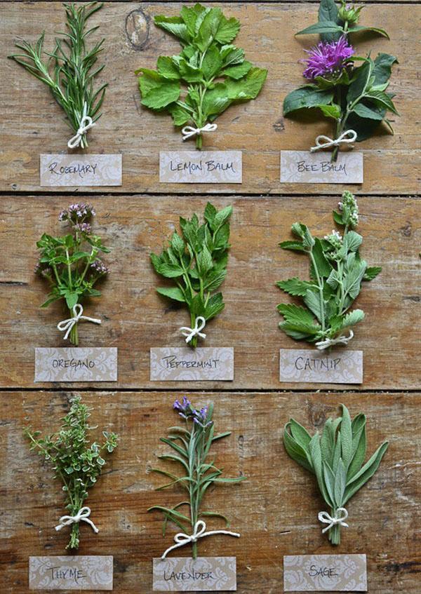 Erilaisia ​​minttuja