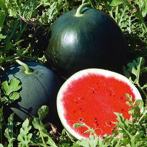 Makeat mehukkaat vesimelonit Siperiassa