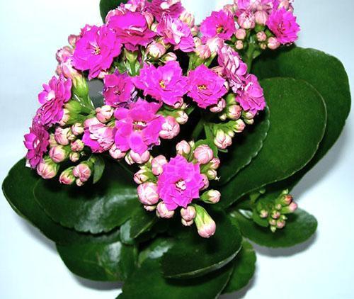 Kalanchoe-kukintoja on useita värejä