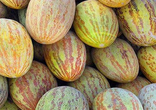 Kiinteä lihainen melonilajike