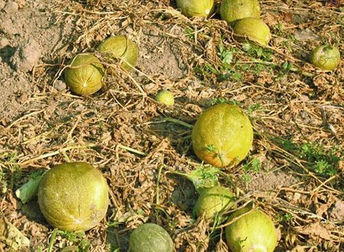 Melonit sirotellaan avoimessa puutarhassa
