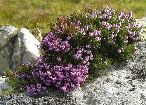 Kanervanlehdet sisältävät runsaasti glykosideja ja harvinaisia ​​alkaloideja