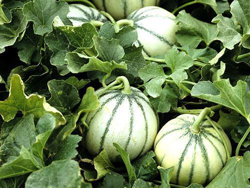 Melonista on hyötyä pieninä määrinä