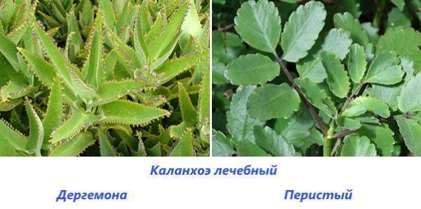 Lääketyypit Kalanchoe
