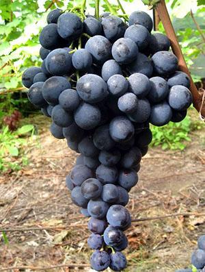 Rypäleet Straseni