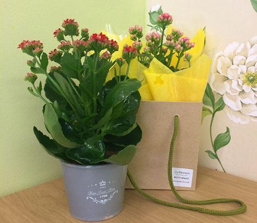 Kukinnan aikana Kalanchoe ei siirry