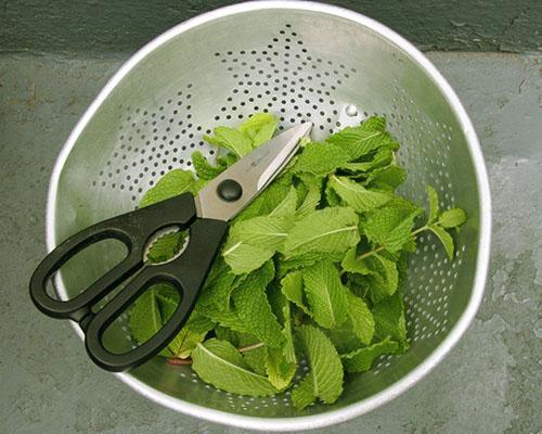 Sadonkorjuu sitruunaminttua talveksi