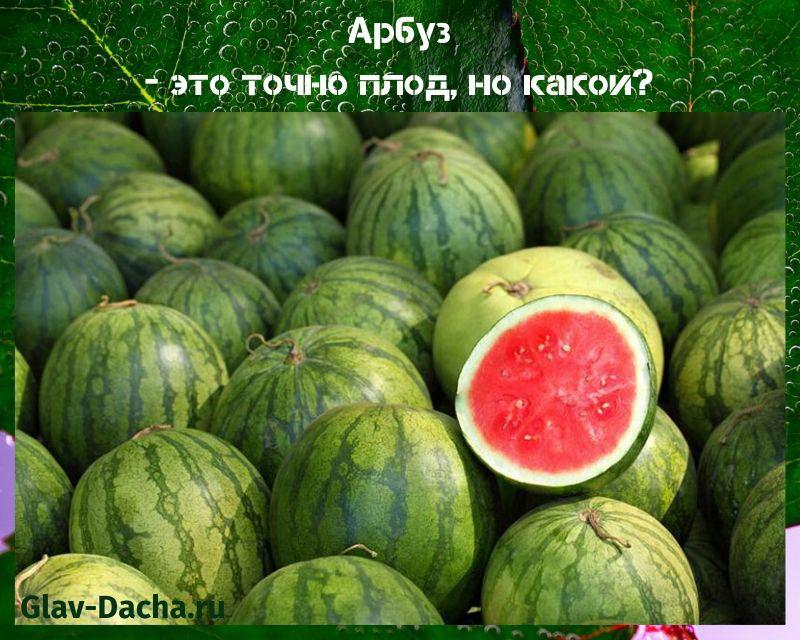 vesimeloni se