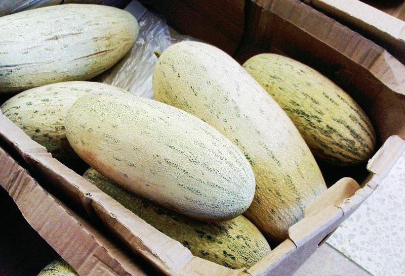 kypsät melonit kuljetusta varten