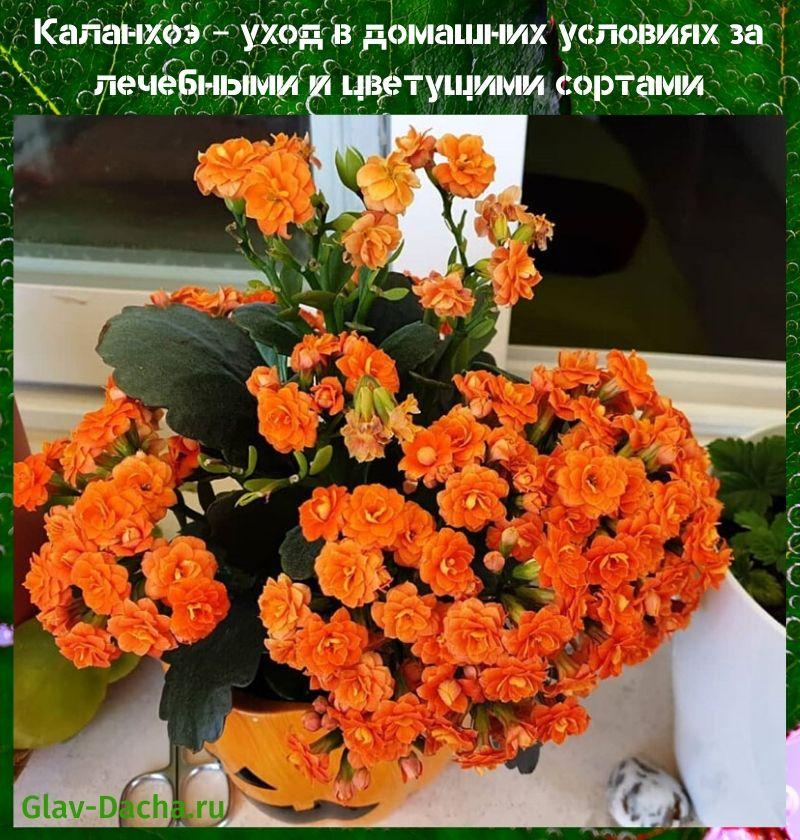 Kalanchoe kotihoito