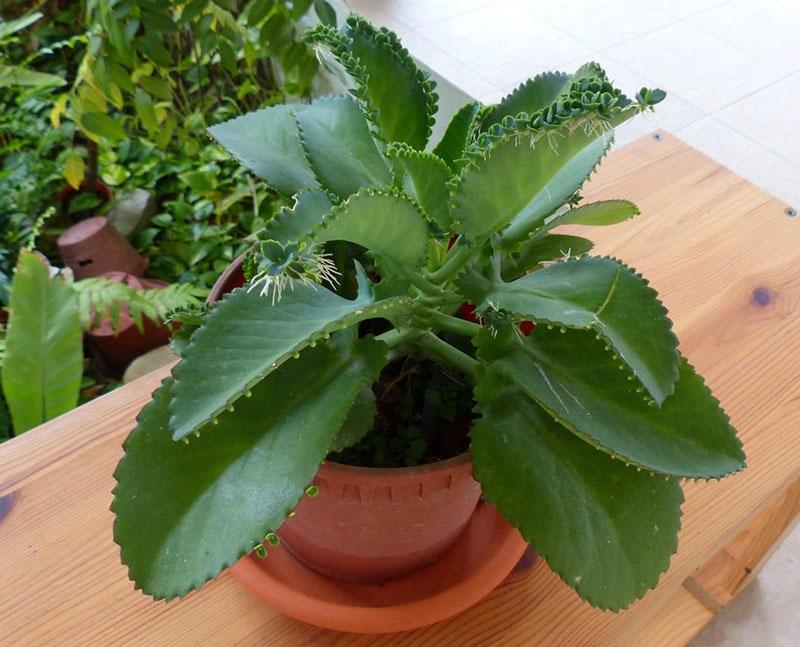 Kalanchoe kotona
