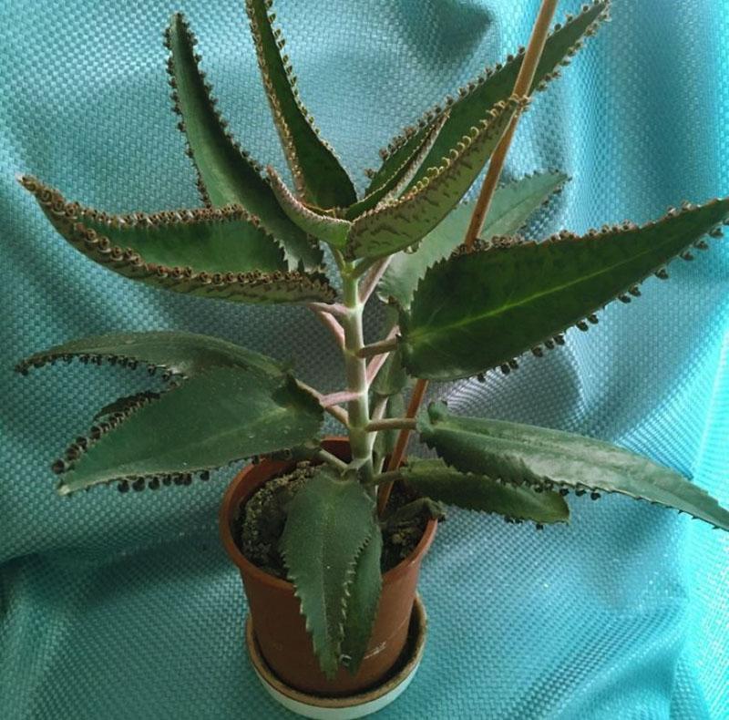 lääke Kalanchoe