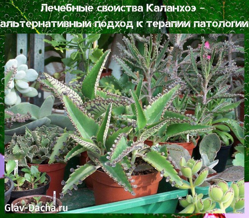 lääketieteelliset ominaisuudet Kalanchoe