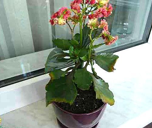 Miksi Kalanchoe-lehdet muuttuvat keltaisiksi