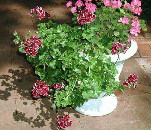 Ampel pelargonium maisemasuunnittelussa