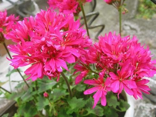 Kukkiva frotee pelargonium Lotta Lundberg