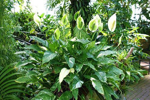 Spathiphyllum kukkii talvipuutarhassa miellyttäen silmiä