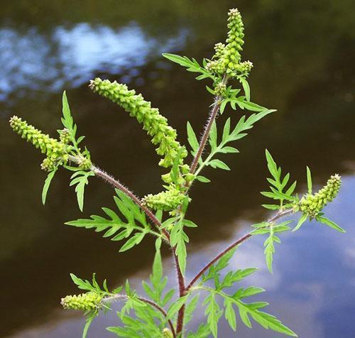 Kukkiva ragweed