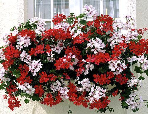Kukkiva ampelous pelargonium