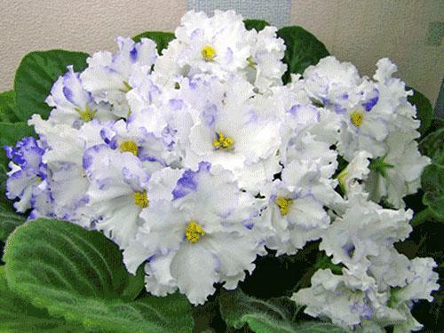 Kukkiva violetti - indikaattori terveestä perheestä
