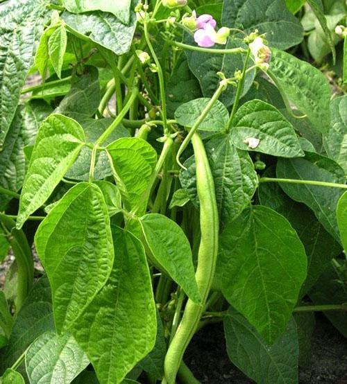 Tavalliset pavut (Phaseolus vulgaris)