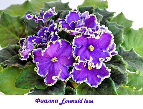 Violetti smaragdin pitsi