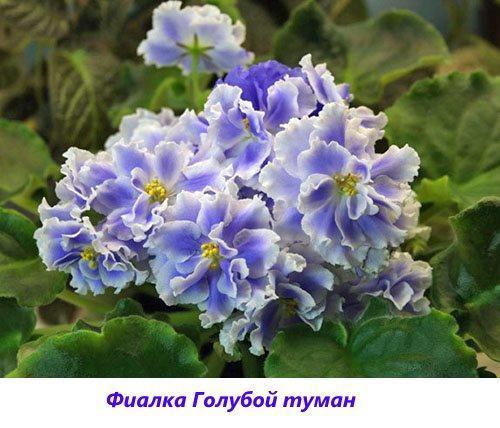 Violetti sininen sumu