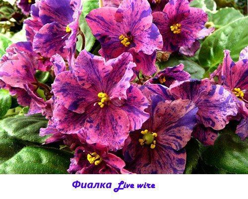 Violetti Live-johto