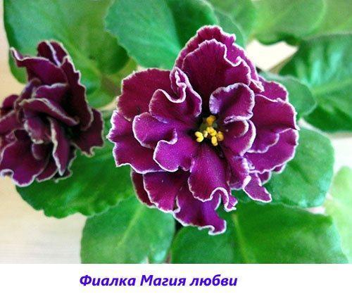 Violetti Rakkauden taika