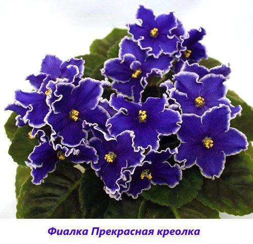 Violetti ihana kreoli