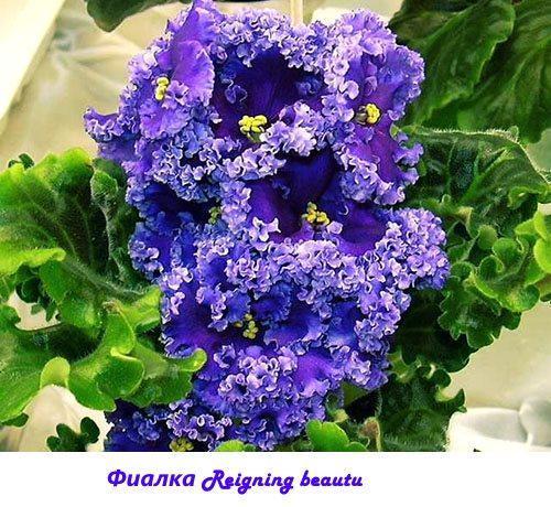 Violet Hallitseva kauneus