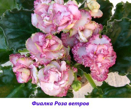 Violetti tuuliruusu