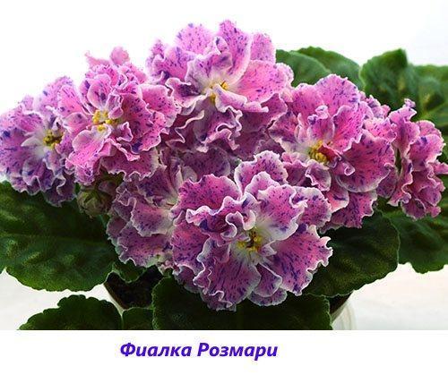 Violetti Rosemary