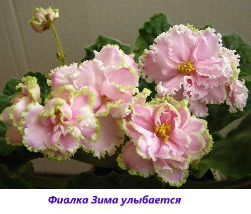 Violet Winter hymyilee
