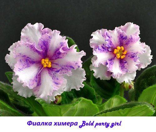 Violet Chimera Lihavoitu juhlatyttö