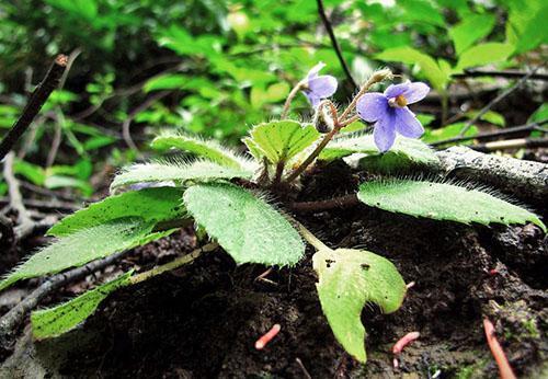 Violetti luonnossa