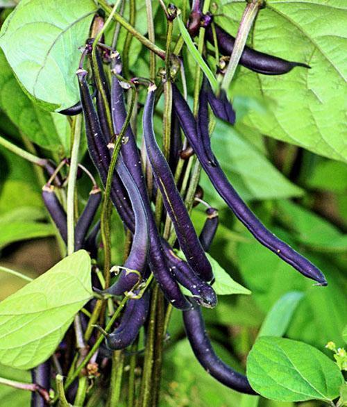 Violetit parsapapun palot