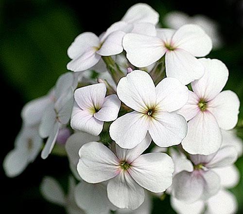 Hesperis - valkoinen violetti